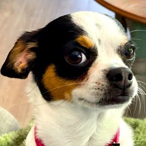 Meet your Posher, Jenifer